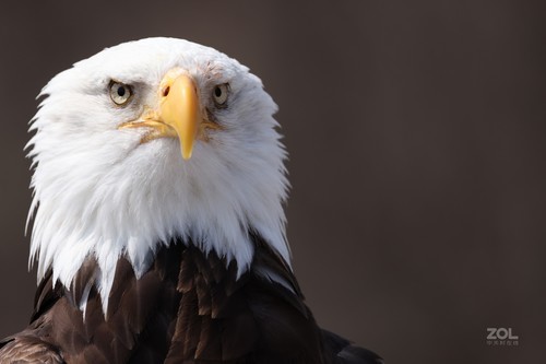 佳能RF 100-500mm f西安赛格现货热卖中