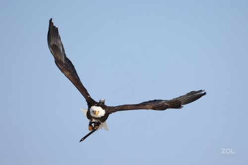 佳能RF 100-500mm f西安赛格现货热卖中