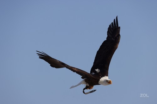 佳能RF 100-500mm f西安赛格现货热卖中