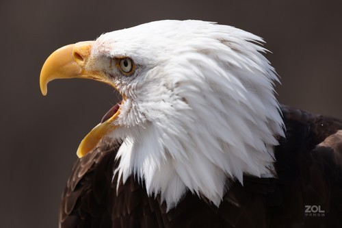 佳能RF 100-500mm f西安赛格现货热卖中