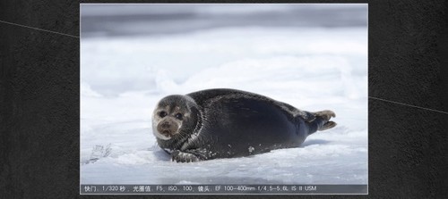  Outstanding Canon 6D Mark II (single machine) Xi'an SEG spot 