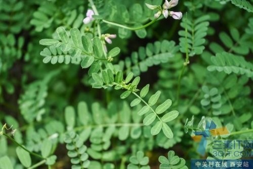 尼康新品Zfc,西光首发