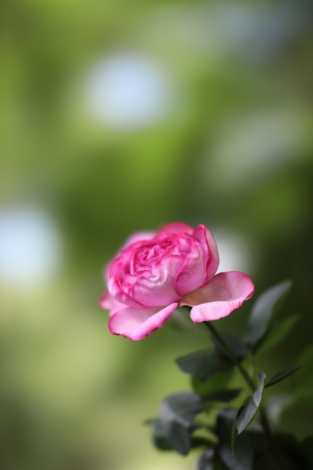 RF85mm F1.2 L USM DSͷ 