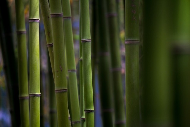 Զ佹 55-250mmͷ 