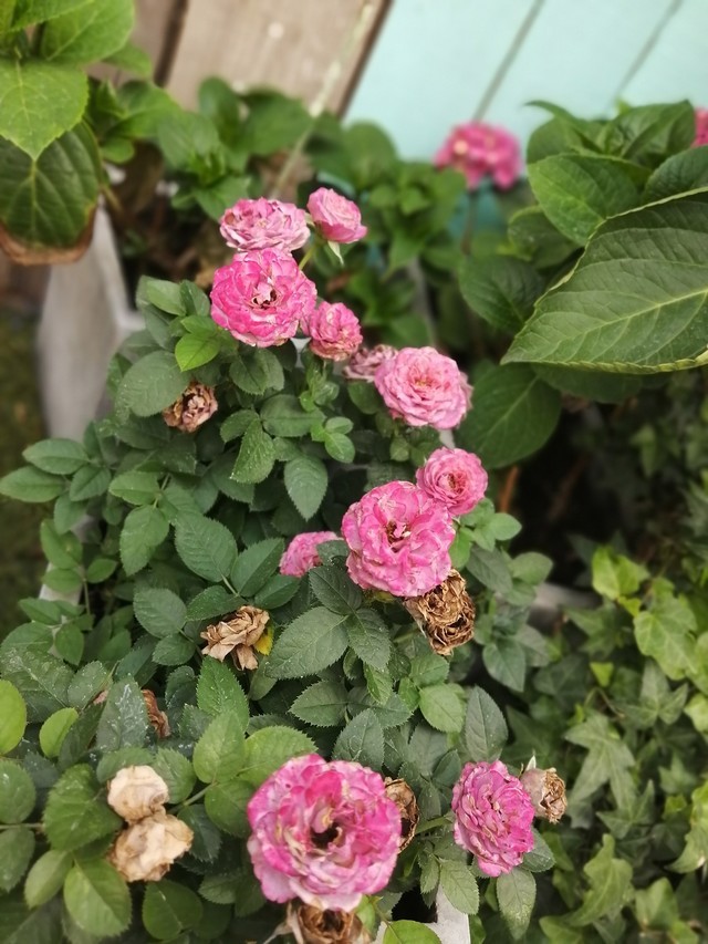 华为 舔 