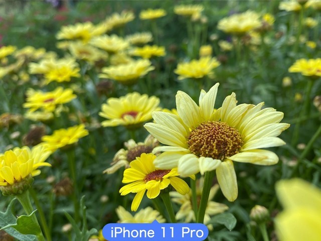 ʵѡOPPO Reno4 Pro/iPhone 11 ProնԱ