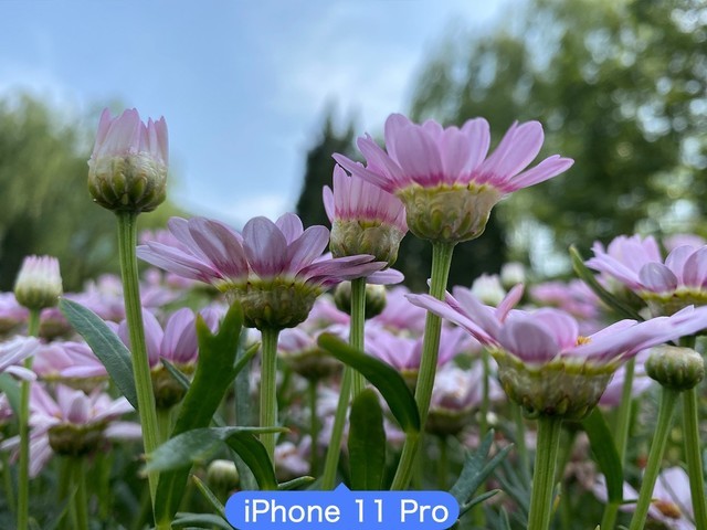 ʵѡOPPO Reno4 Pro/iPhone 11 ProնԱ