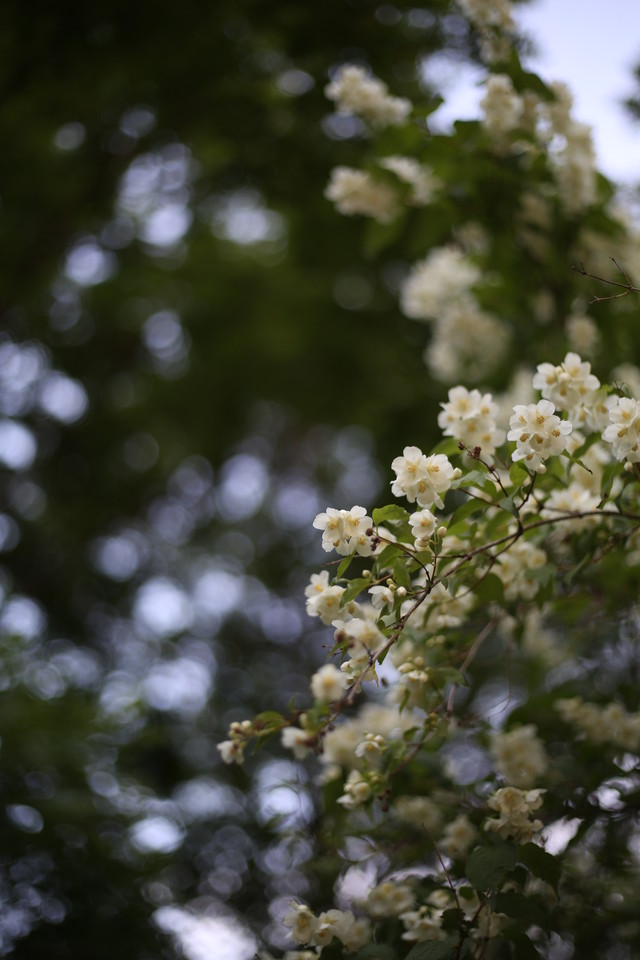 С̵ EF 50mm f/1.8 STM 