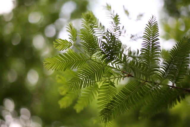 С̵ EF 50mm f/1.8 STM 