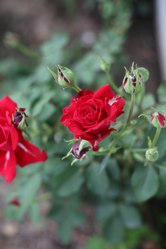 С̵ EF 50mm f/1.8 STM 