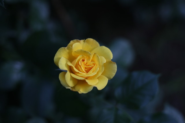С̵ EF 50mm f/1.8 STM 