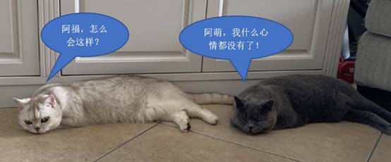 ﾺ񣬡ADAPT棡 