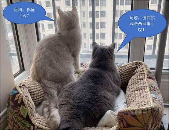 ﾺ񣬡ADAPT棡 