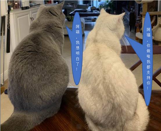 ﾺ񣬡ADAPT棡 