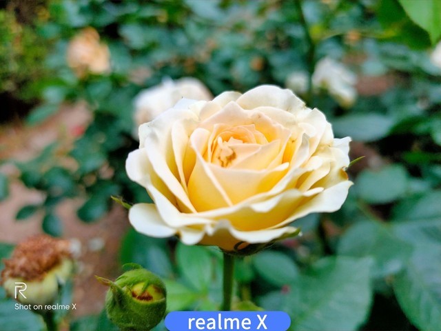 realme X/红米Note7 Pro PK谁是千元拍照王