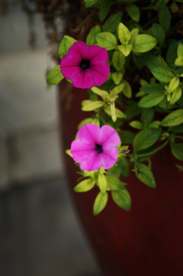 �Խ�Ѹ�ٲٿؼ� ����G7 X����DC������ 