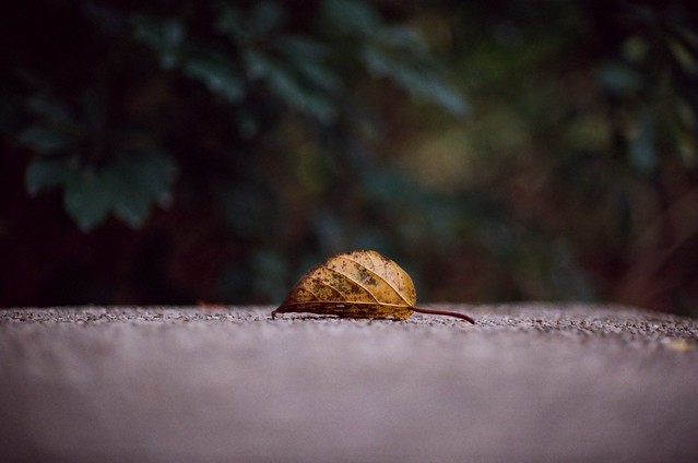 ҹ RF50mm f/1.2ͷǰ 