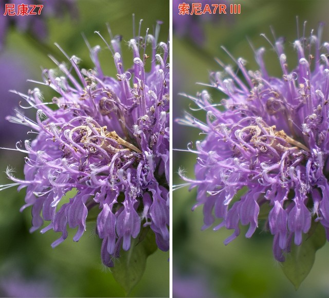ϸھɰ ῵Z7ȫжǿ 
