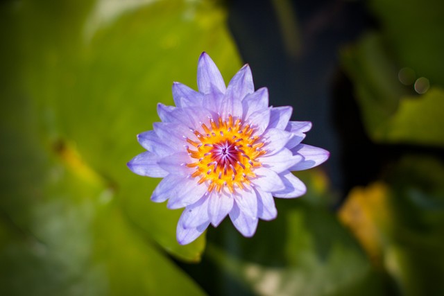 �����еĵڶ�֧��ͷ ����50mm F1.4���� 