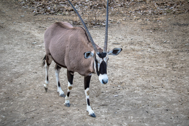 涯 EOS 750D 