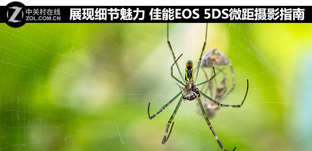 չϸ EOS 5DS΢Ӱָ 