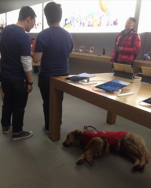 Apple StoreĽëȮѵ 