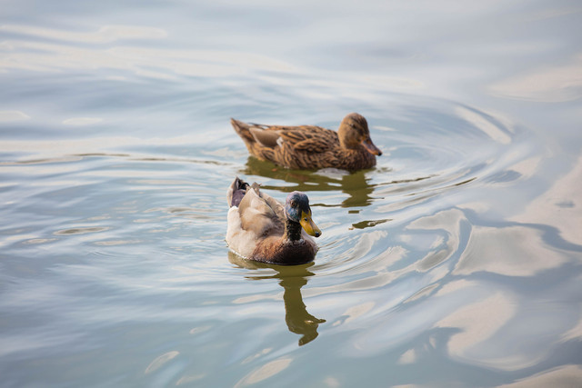  70-200mm F4ֵ 
