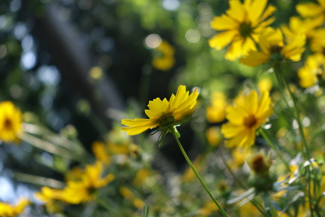 뵥û ڿRX100 III 