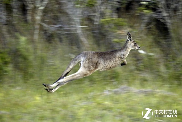 袋鼠的运动方式让其位置很难被安全系统捕捉到但是袋鼠能够轻松跳过3