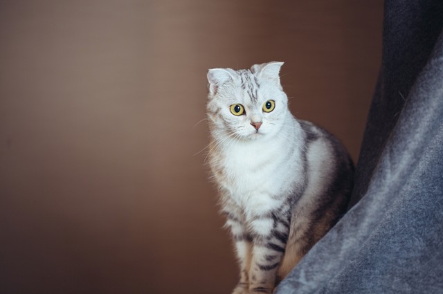 ĳȳĶظ EOS 77Dè 