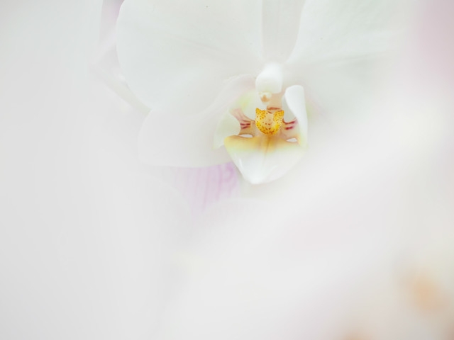 ΢ͷ ְ˹30mm F3.5΢