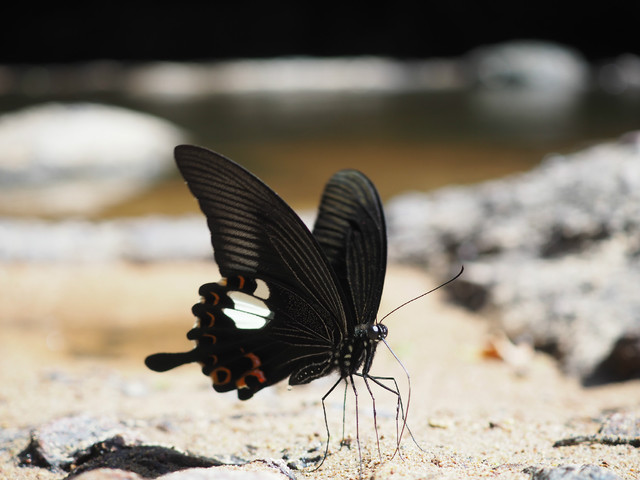 ΢ͷ ְ˹30mm F3.5΢