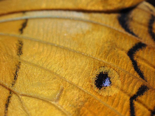 ΢ͷ ְ˹30mm F3.5΢