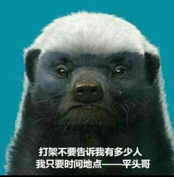 非洲一霸驰骋赛场先马平头哥人狠话不多