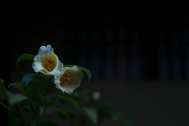 30mm f/1.4 DC DNͷٷƬ