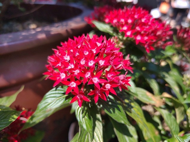 �ᱡ�������п��� ���Pro 2Sȫ������ 