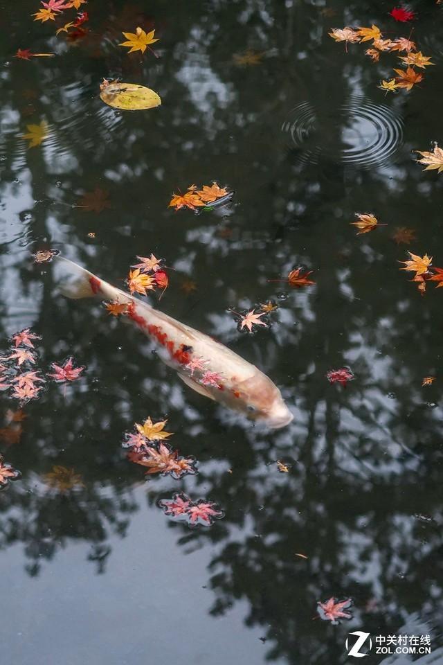 ˭�Ǹ�����;��Ӱ���� ����G�������PK 