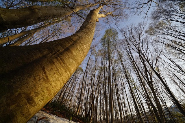 Я FE 12-24mm F4 G