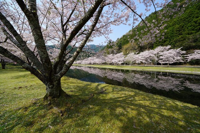 Я FE 12-24mm F4 G