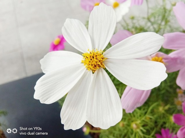 vivo Y93s初体验 既是偶像派也是实力派 