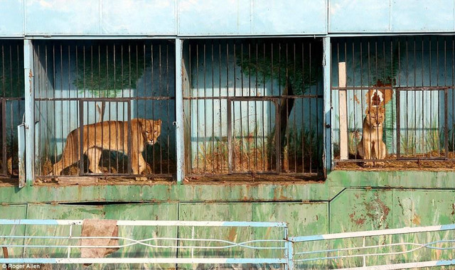 狮子还是猫看看世界上最惨的动物园