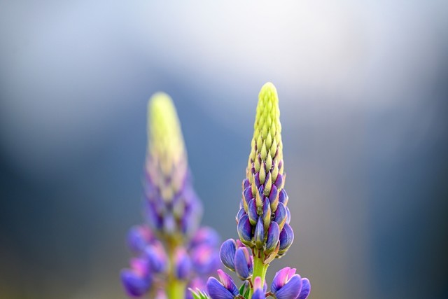 ۼ16800Ԫ ῵ʽZ70-200mm f/2.8 