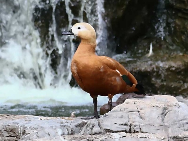 Զ㰮߸ ͷôѡ 