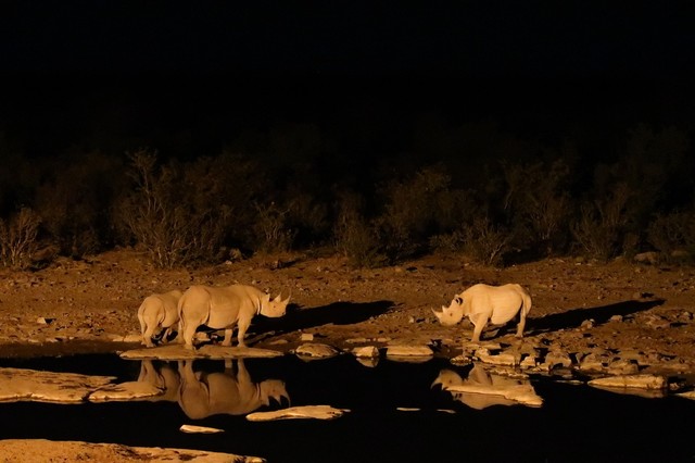 该图片拍摄的是夜间犀牛到水塘边喝水的场景.