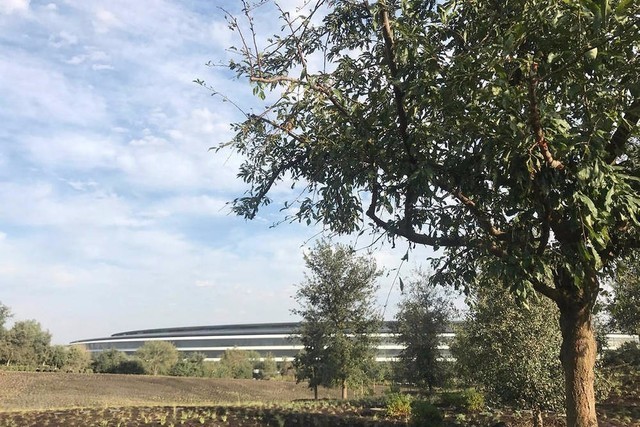 رԽȺ ̽ƻܲApple Park