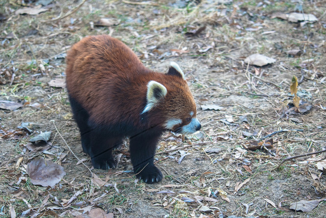 大自然的精靈 北京動物園精彩照片欣賞_明基 g2f_數碼影像新聞-中關村