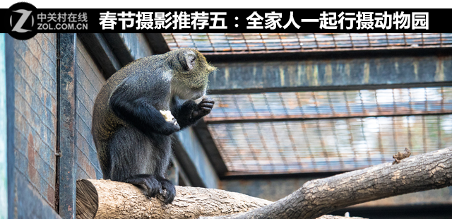 春节摄影推荐五：全家人一起行摄动物园 