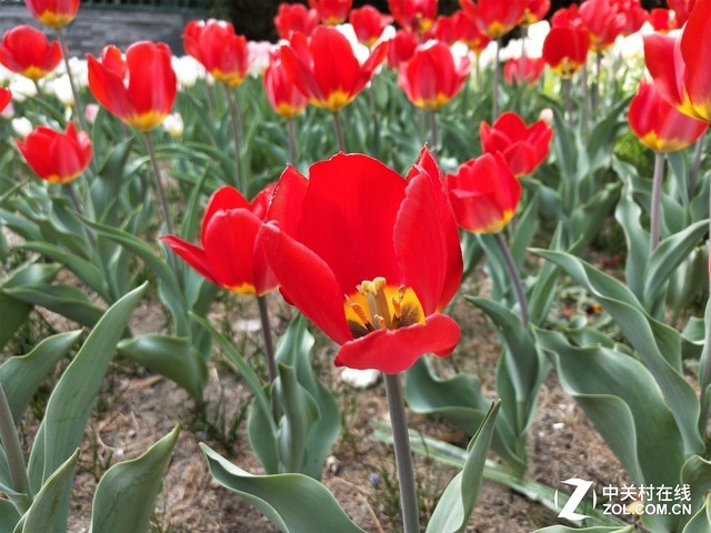 OPPOR15�ξ���Ŵ󳡾�������ѹiPhoneX����˲����� 