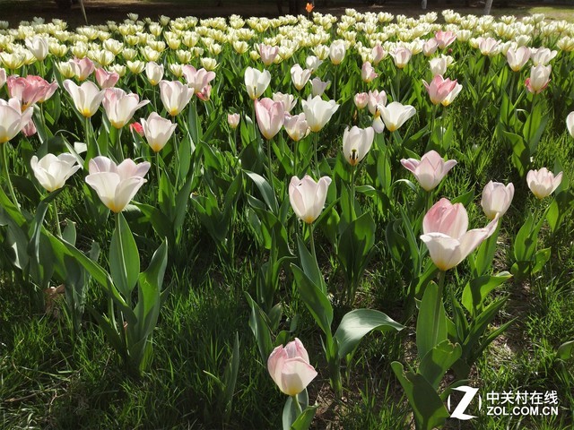 OPPOR15�ξ���Ŵ󳡾�������ѹiPhoneX����˲����� 