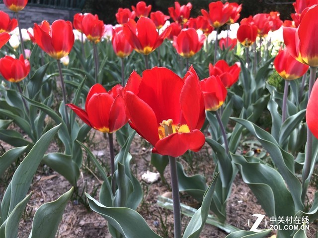 OPPOR15�ξ���Ŵ󳡾�������ѹiPhoneX����˲����� 